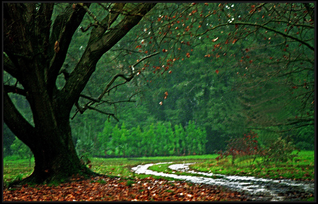 "Sendero neblinoso" de Jorge Vicente Molinari