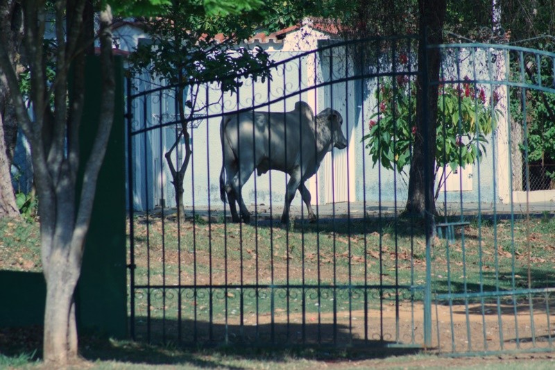 "Eu no parque e o outro lado da rua......" de Decio Badari