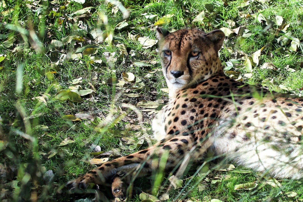 "Cheetah..." de Juan Carlos Barilari