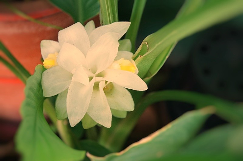 "A flor do Curcuma e viva a Me Natureza." de Decio Badari