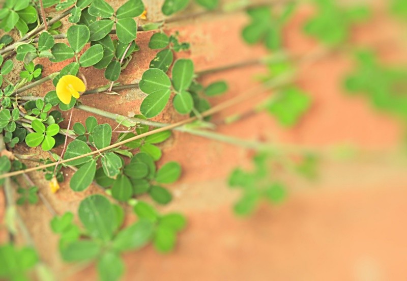 "Em foco ( flor da Grama-amendoim )" de Decio Badari