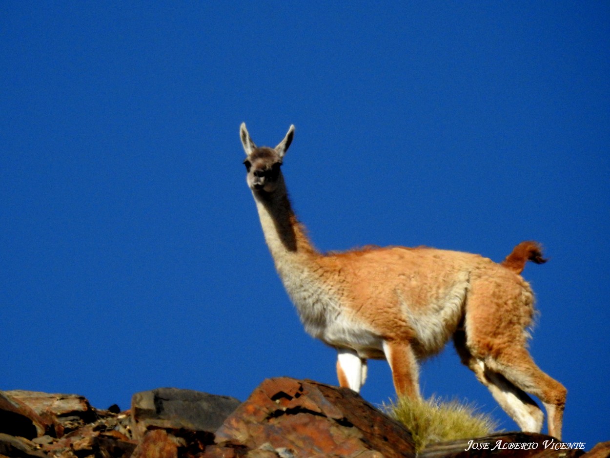 "El guanaco, camelido de la cordillera de los Andes" de Jose Alberto Vicente