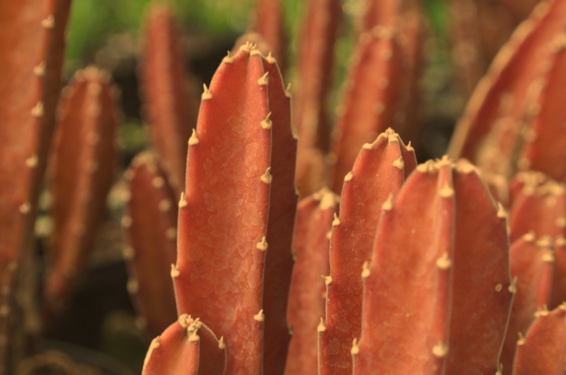 "Buscando motivos na Natureza olhar seletivo!" de Decio Badari