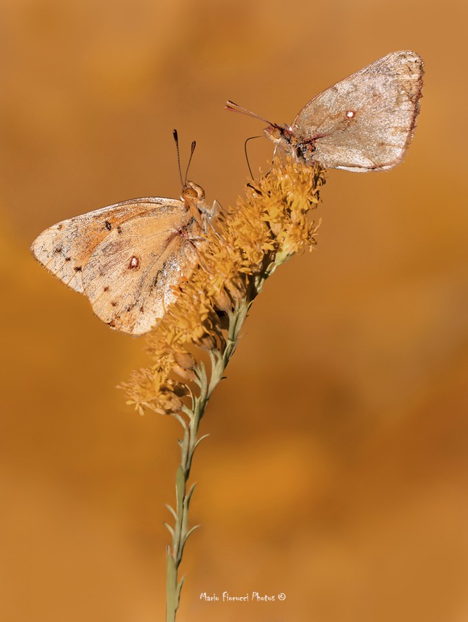 "Mariposas sobre amarillos" de Mario Gustavo Fiorucci