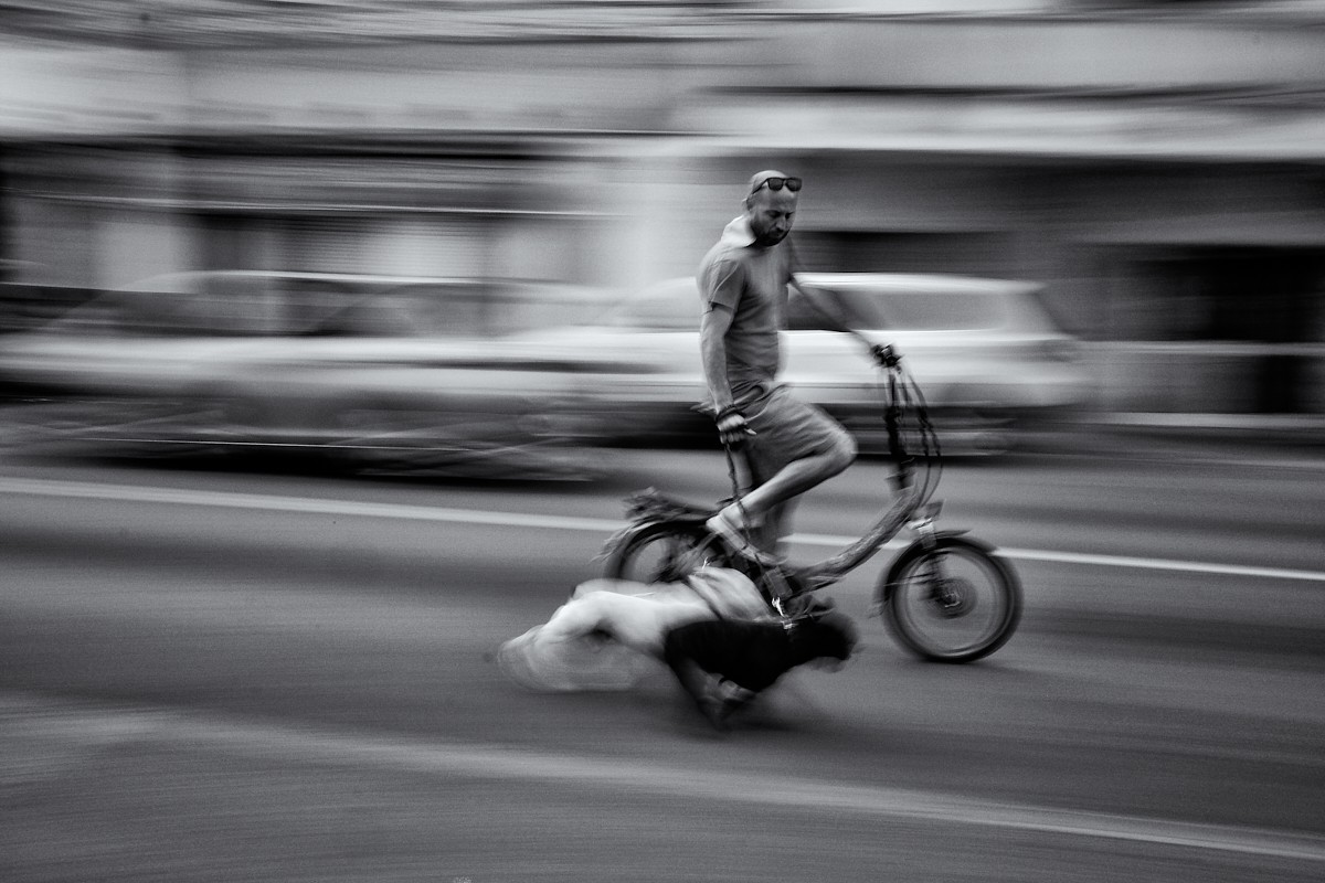 "De paseo con los perros (Jugando a barrer)" de Roberto Jorge Escudero