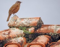 Canta,canta, Sabi-barranco Turdus leucomelas