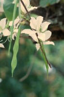 Entre flores e sementes, novo ciclo