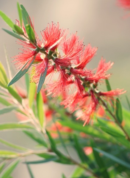 "Escova de garrafa  Callistemon viminalis" de Decio Badari