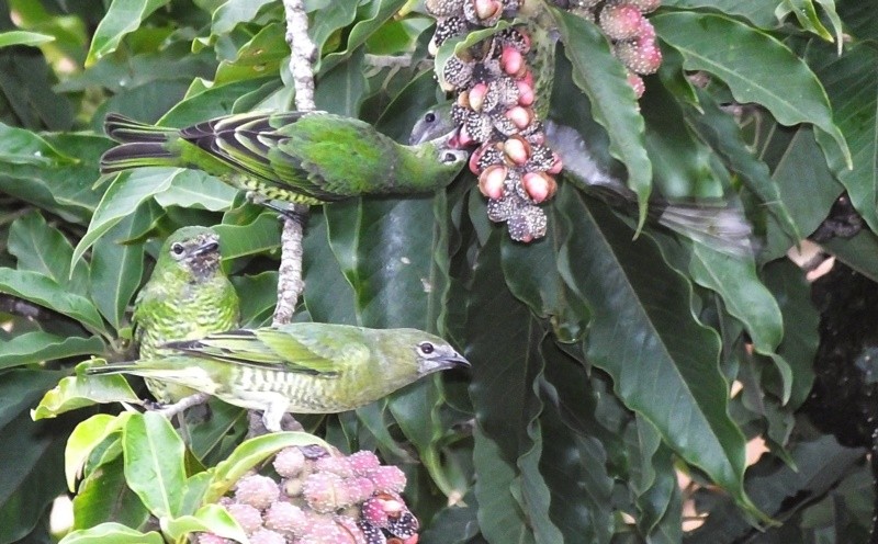 "Hora do lanche das: SA-AZUL (DACNIS CAYANA)" de Decio Badari