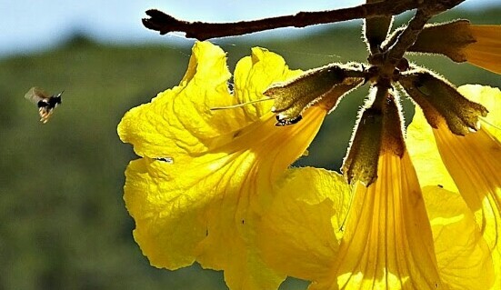 "A Abelha chegando ao ` mundo ` amarelo!" de Decio Badari