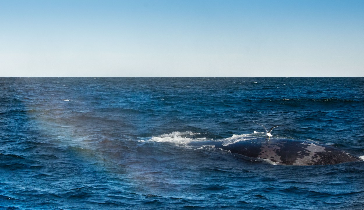 "` BALLENAS `" de Graciela Larrama