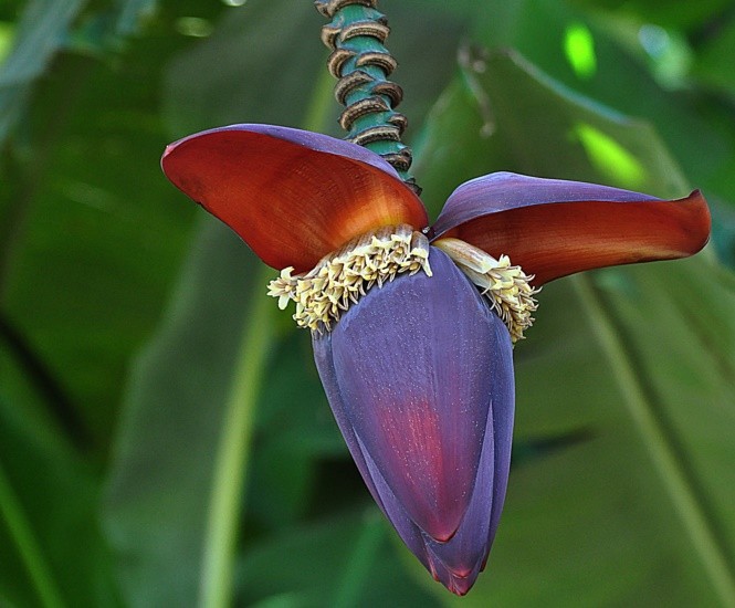 "Flor da Bananeira,maravilhas da Me Natureza!" de Decio Badari