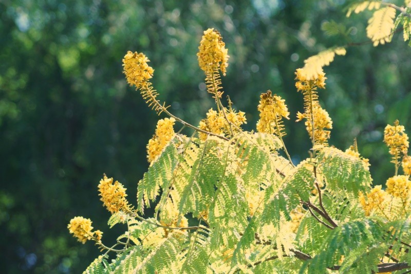 "Sibipiruna  Caesalpinia peltophoroides" de Decio Badari