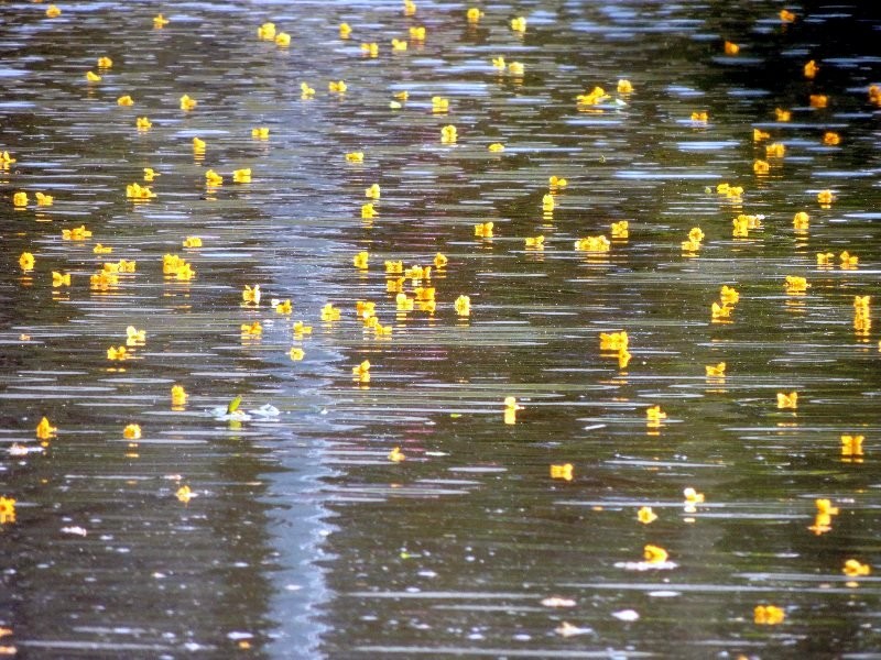 "lleno de flores" de Amparo Josefina Maggi