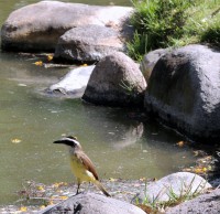 pajaro