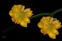 flor de calabaza