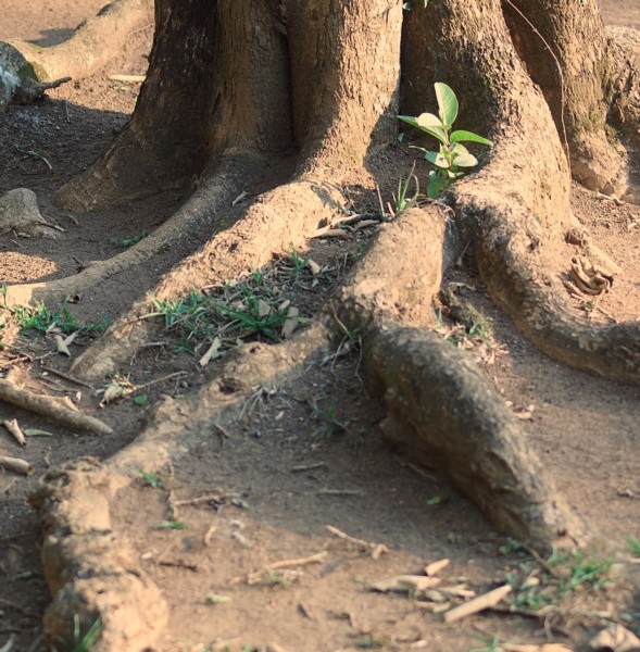 "A natureza continua mais viva do que nunca!" de Decio Badari