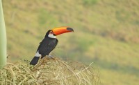 O Tucano (Ramphastos toco),muy lejos........