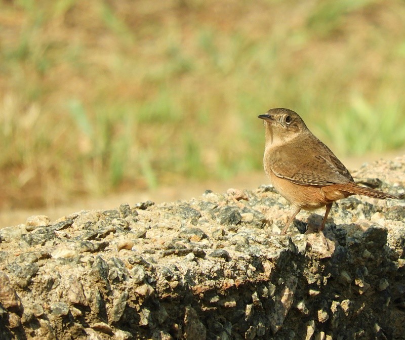 "Corrura (Troglodytes musculus),encantadora!" de Decio Badari