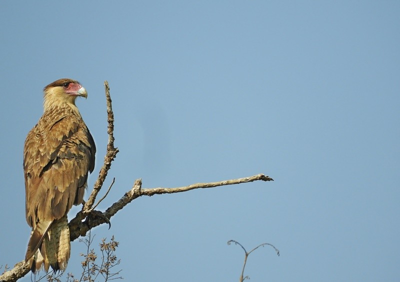 "O carcar (nome cientfico: Caracara plancus)" de Decio Badari