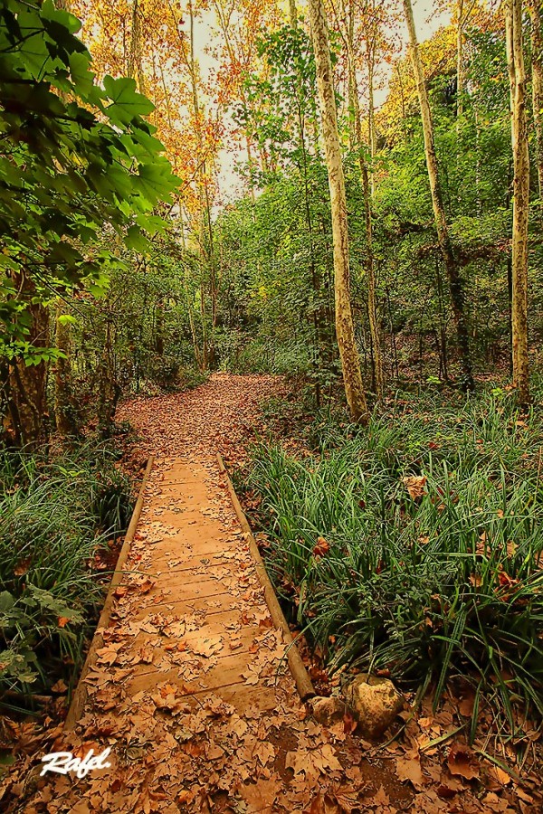 "Un largo camino para un largo paseo." de Rafael Serrano Arguedas