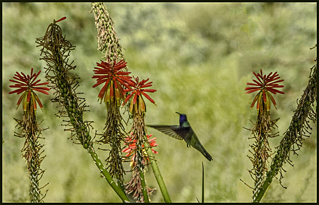 "COLIBRI" de Ruben Perea