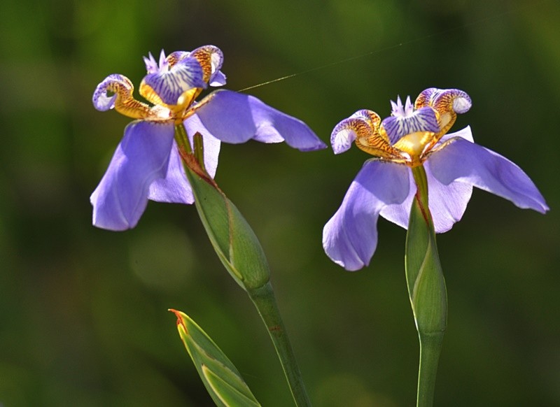 "A terra ri nas flores.  Ralph Waldo Emerson." de Decio Badari