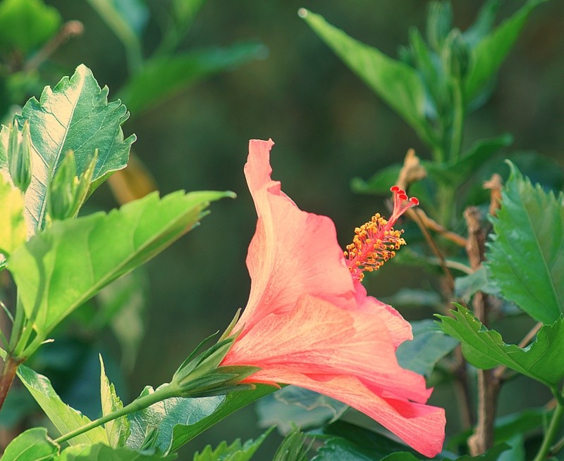 "Podes cortar todas as flores, mas no podes......" de Decio Badari