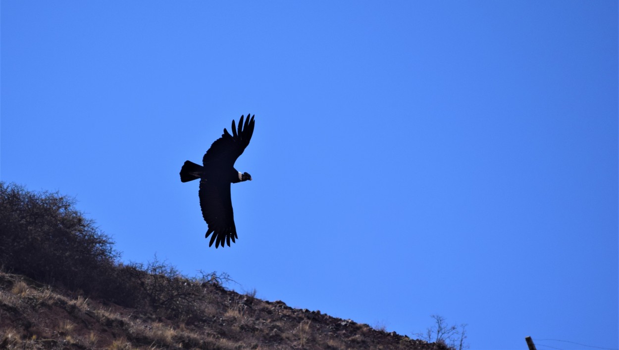 "El Condor pasa" de Jos Goicoechea