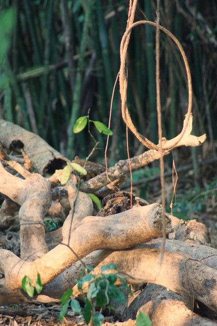 "Caprichos da Me Natureza !" de Decio Badari