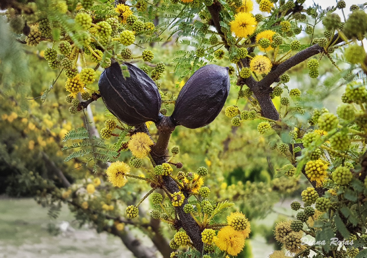 "Flores y frutos" de Diana Rojas