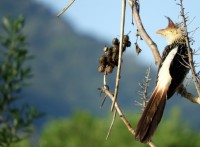 Meu perfil: Anu-branco ( Guira-guira )