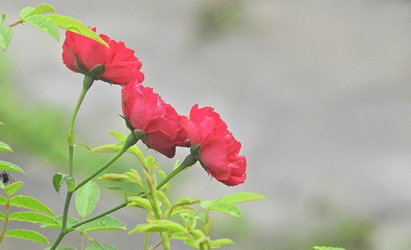 "As Mini-rosas sob as aguardadas chuvas !" de Decio Badari