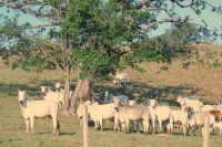 A centenria Paineira e o gado da raa ` Nelore `