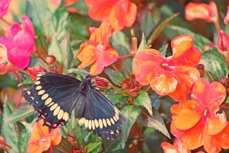 "` Battus polydamas , Papilionideos/Papilioninae" de Decio Badari