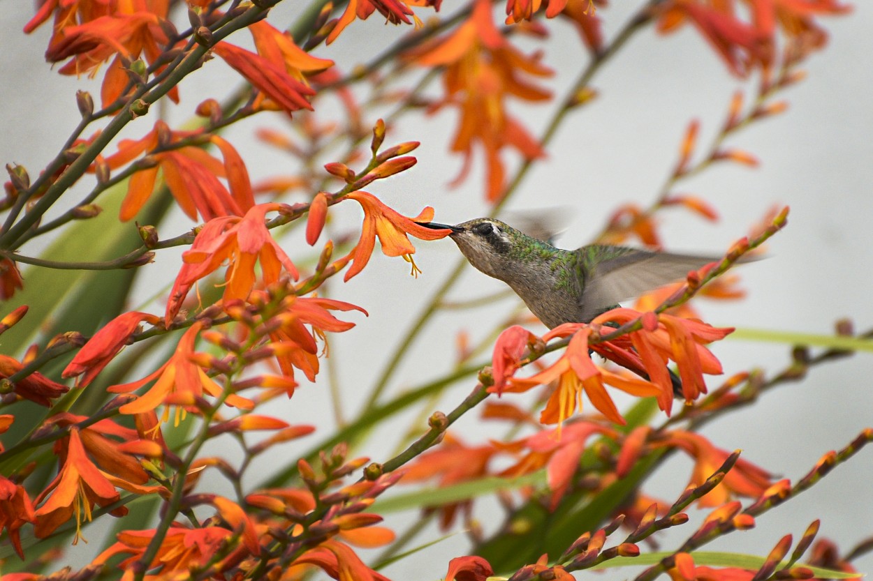 "Colibri" de Hugo Alonso