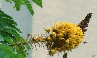 A visitante na flor da ` Sibipiruna `