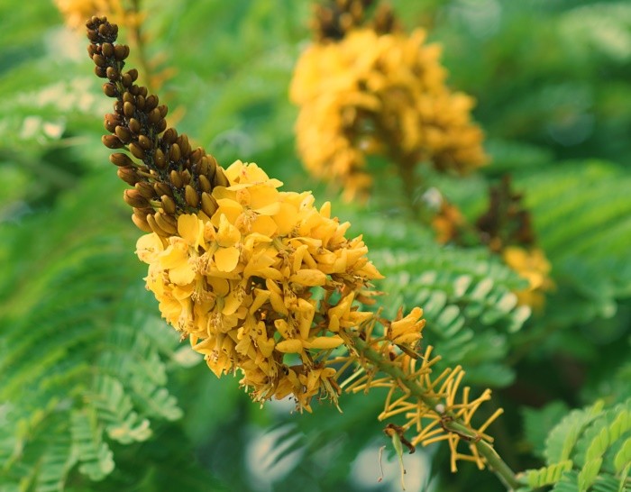 "Sibipiruna  Caesalpinia peltophoroides....." de Decio Badari