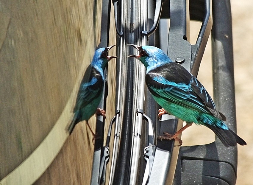 "O sa azul (Dacnis cayana), e seus `reflexos ` !" de Decio Badari