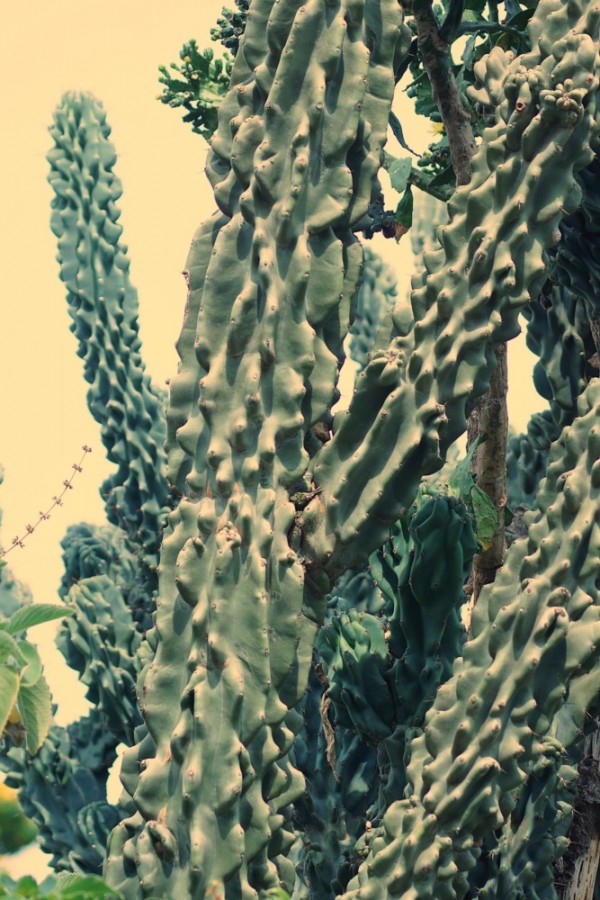 "Cacto ou Cactus, a resistencia da Natureza." de Decio Badari