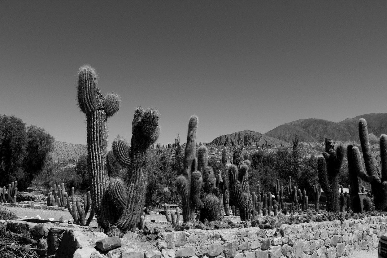 "En blanco y negro" de Alejandra Cormick