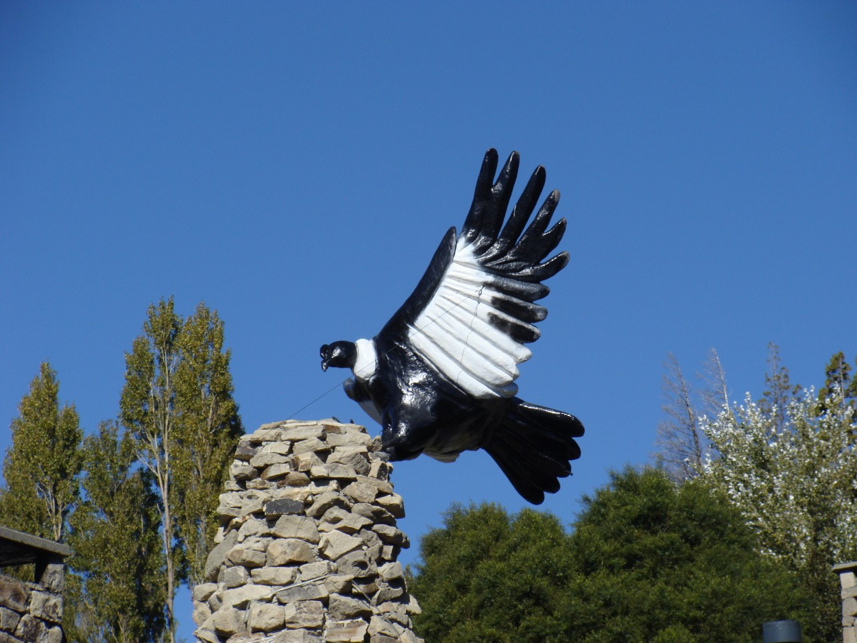 "el aguila" de Amparo Josefina Maggi