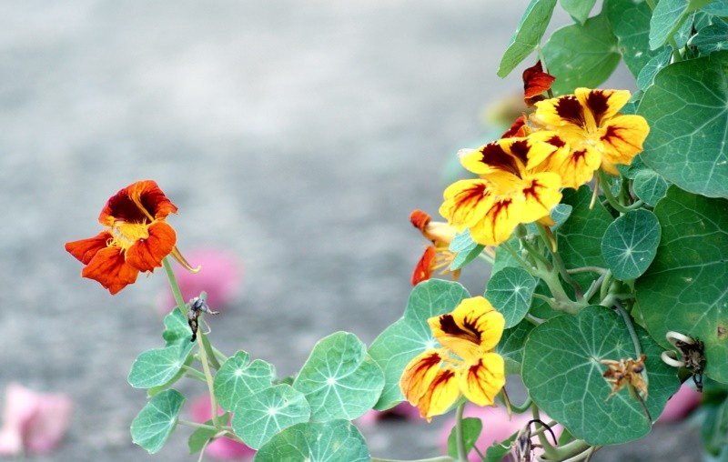 "Comestivel : Capuchinha  Tropaeolum majus" de Decio Badari