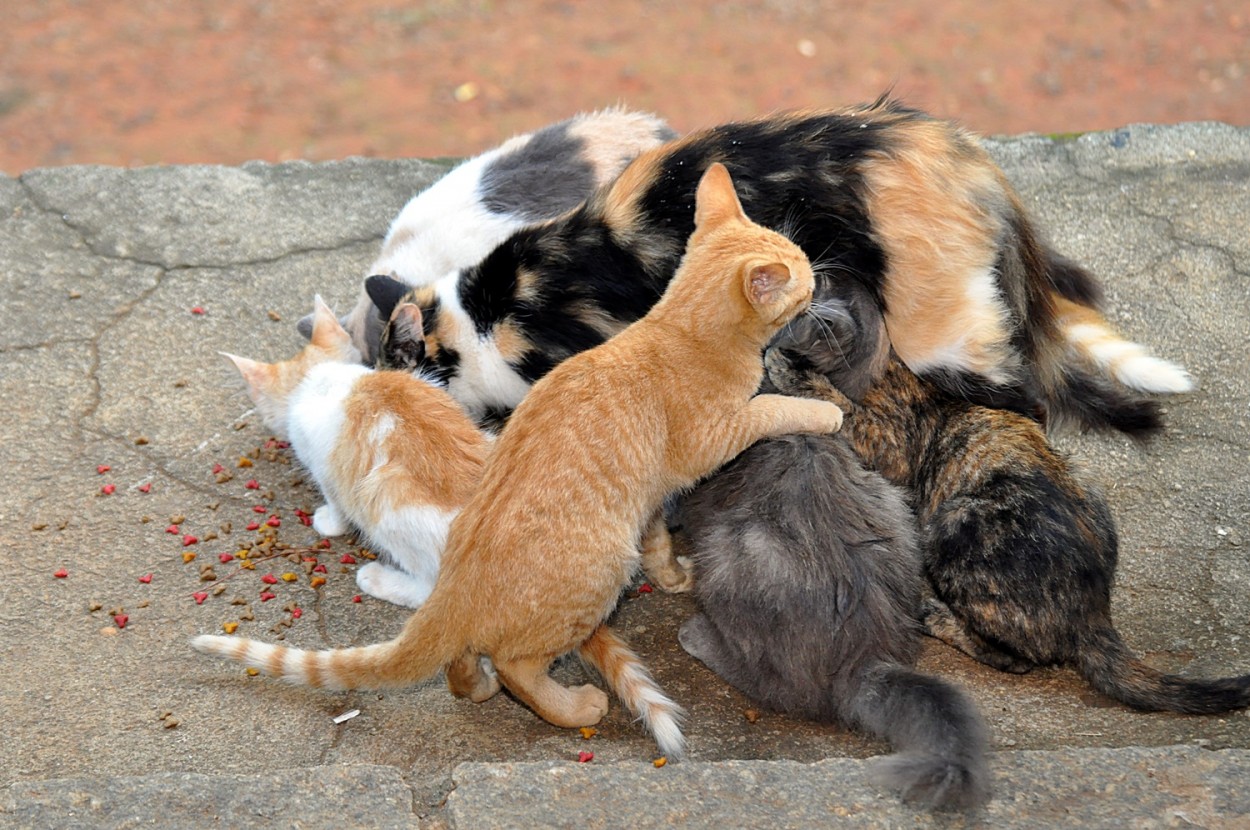 "` Um saco de gatos `,como falam por aqui !" de Decio Badari