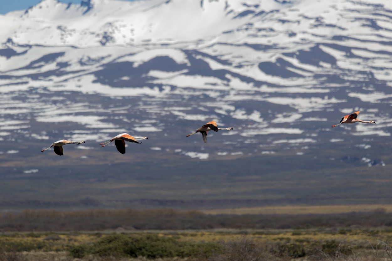 "Flamencos" de Williams Daniel Nuez