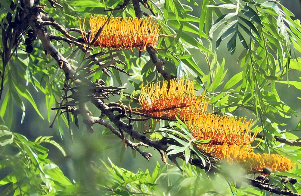 "Um olhar na Grevlea-robusta (Grevillea robusta)" de Decio Badari