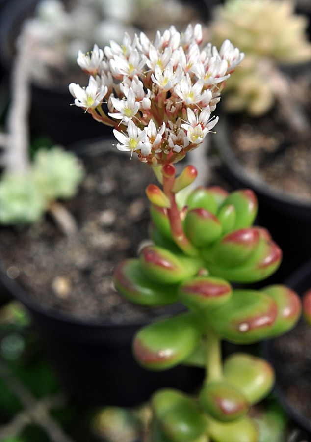 "A Suculenta, suas flores e viva a Me Natureza !" de Decio Badari