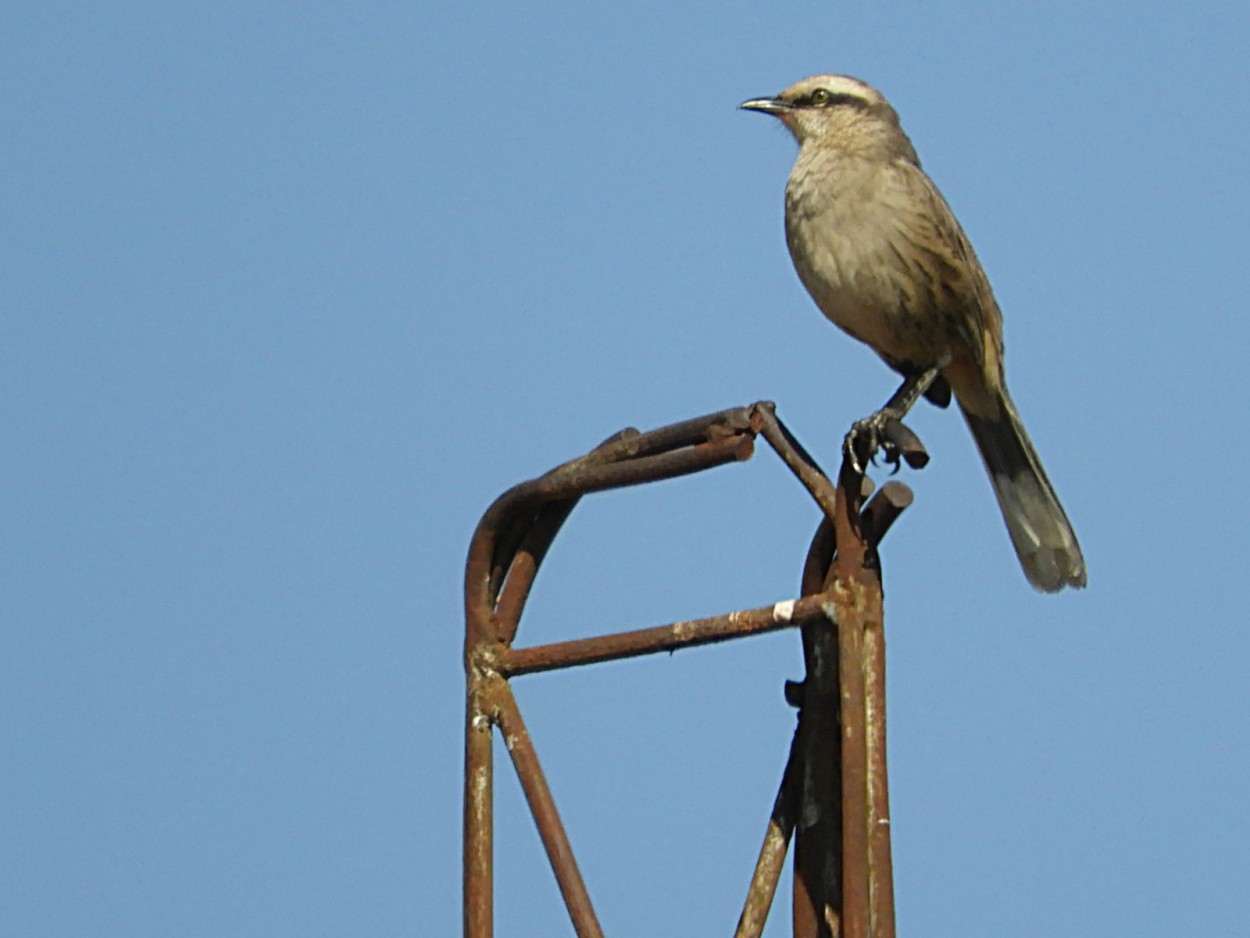 "Tudo  questo de equilibrio ! ( Sabi-do-campo )" de Decio Badari