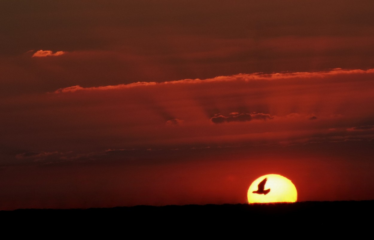 "Visita al atardecer" de Silvia Olliari