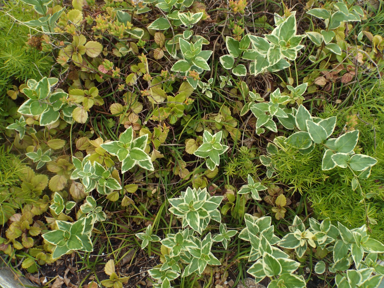 "Tapiz verde" de Adrin Camino